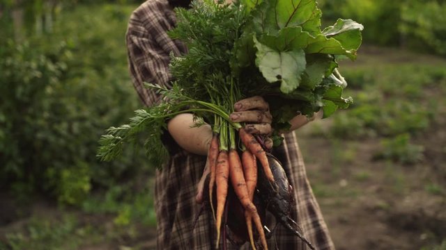 Farmer hands holding a bunch of fresh organic carrots and beets vegetables with drops of water on eco farm in sunset light. Summer food harvest, close up