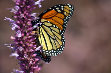 butterfly on flower