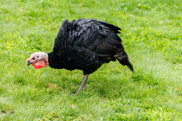 Turkey bird on the poultry yard in the farm