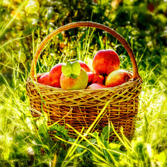 Freshly picked organic apples in a basket on nature.Fresh natural red apples in a wicker basket in the fresh air lit by the rays of the sun.