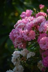 Fototapeta premium flowers