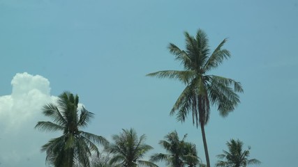Coconut palm trees, beautiful tropical background, vintage filter