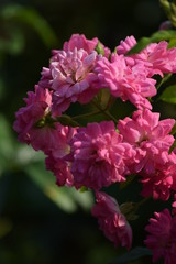 Fototapeta premium flowers