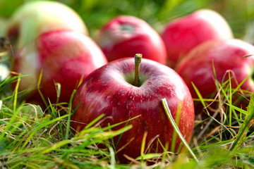 freshly picked healthy organic apples on green grass. autumn harvest