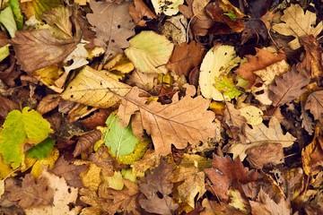 Fallen leaves on the ground in the woods