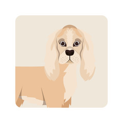 cute cocker spaniel ingles dog on white background