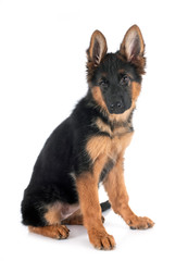 puppy german shepherd