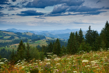 Beautiful summer sunset and landscape - wildflowers on hills in the evening. Meadow or grassland. Carpathian mountains. Ukraine. Europe. Travel background.