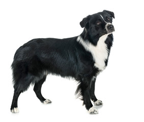 australian shepherd in studio