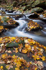 Jesienny górski potok
