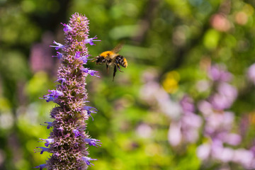 Bee on unblown Liatris pollinates a flower. Bee closeup. Soft selective focus.