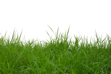 Grass isolated on white background. Clipping path.