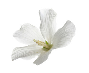Fototapeta na wymiar Beautiful tropical Hibiscus flower on white background