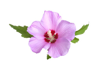 Beautiful tropical Hibiscus flower on white background