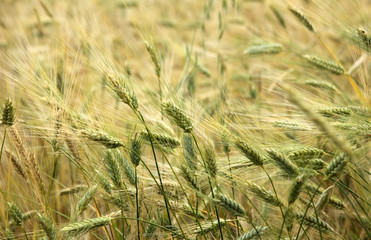 yellow wheats in the field
