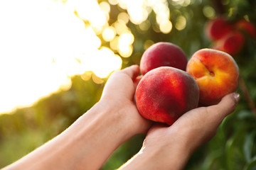 Woman holding fresh ripe peaches in garden, closeup view