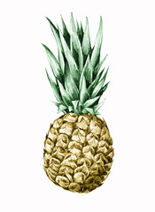 Tropical fruit pineapple. Hand drawing.