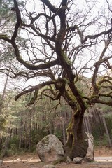 alter Baum auf Korsika