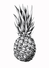 Tropical fruit pineapple. Hand drawing.