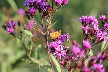 Naklejka premium butterfly on flower