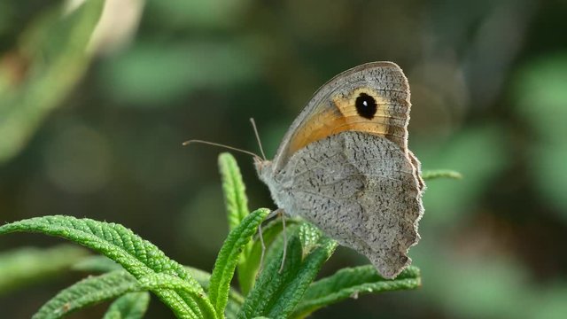 Vanessa Cardui Butterfly Video Macro