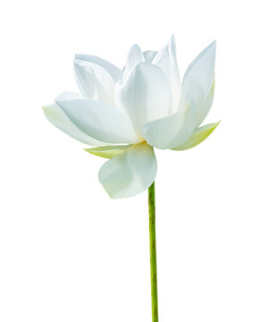 White Lotus flower isolated on white background. Nature concept For advertising design and assembly. File contains with clipping path so easy to work.