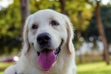 Adorable Golden Retriever on nature background