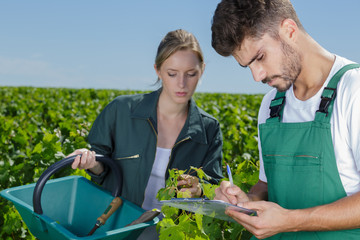 harvester couple working in vineyard