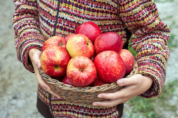Hands of young girl are holding wicker basket full of organic red ripe autumn apples. Seasonal fruit gathering, agriculture and farming concept. Closeup, selective focus