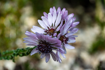 View of flowering lilac cactus plant