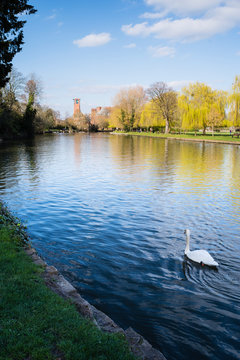 Stratford upon Avon, Warwickshire, England UK: The river Avon and the RSC theatre viewed from the river walk, with a swan in the foreground