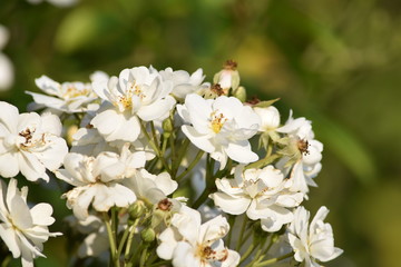brooklyn flowers