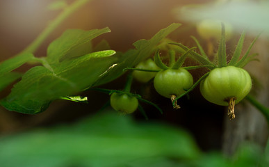 Small green tomatoes grow on a bush on indoort. Ecology, farm, natural. Sunray