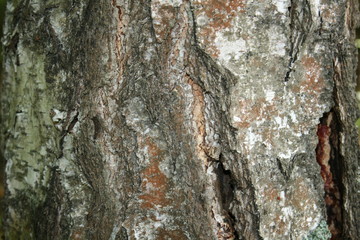 tree bark