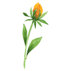 Rudbecka hirta floral botanical flower. Watercolor background set. Isolated flower illustration element.