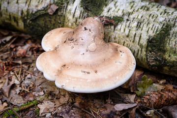 Fomitopsis betulina, previously Piptoporus betulinus, known as the birch polypore, birch bracket, or razor strop