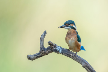 Eisvogel