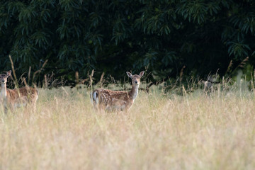 An adult hind fallow deer in long grass looking at the photographer taken early morning