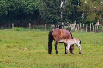 Obraz premium horse grazing and enjoying the mountain in the Basque country