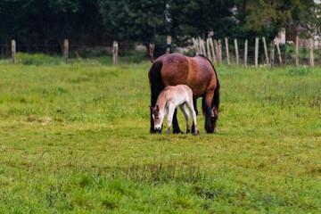 Naklejka premium horse grazing and enjoying the mountain in the Basque country