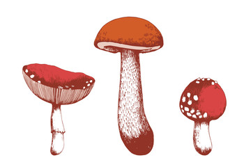 Autumn forest mushrooms vector hand drawn colored illustrations.