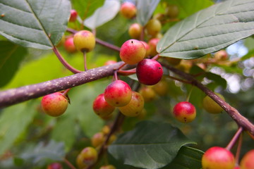 Nature, plants, forest