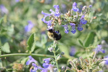 botanical garden brooklyn flowers