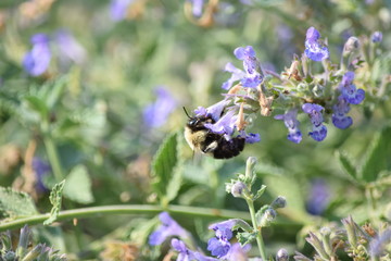 botanical garden brooklyn flowers