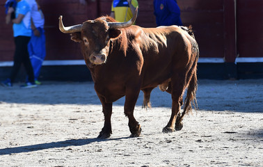 bull in spain in traditional spectacle