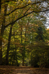 Fototapeta premium Wald_3