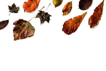 Autumn colored leaves on a white background. Flat lay, top view, copy space.