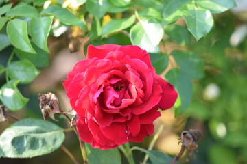 botanical garden brooklyn flowers