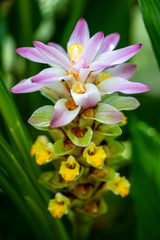 View of soft flowering wild turmeric curcuma longa plant