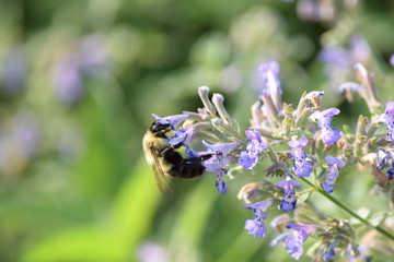 botanical garden brooklyn flowers